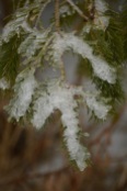 Snow and Pine